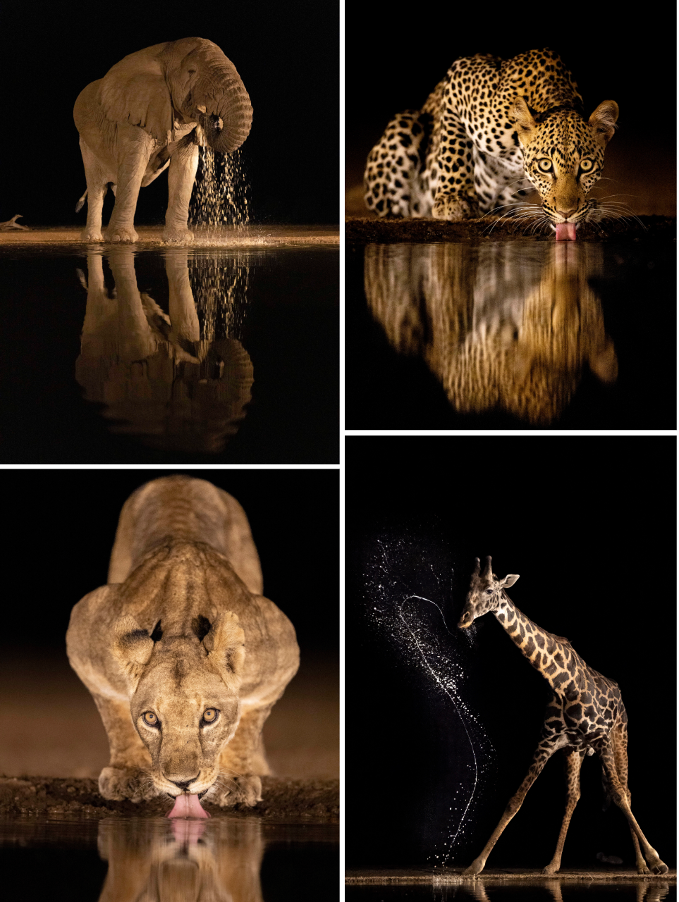 Animal and Nature Category, Runner-up, Neil Kendall, Drinks after dark. Neil's series was captured on a trip to Kenya’s Shompole Wilderness Lodge. “The lodge has an amazing night hide at a waterhole,” he explains. “The wildlife could come and go freely, but the chance to photograph large wild mammals less than 10 metres away, at eye level, with controlled lighting, was irresistible,” he says.