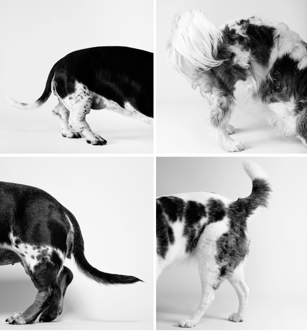 Black and White Category, Runner-up, Cassandra McMahon, Parts of a dog.