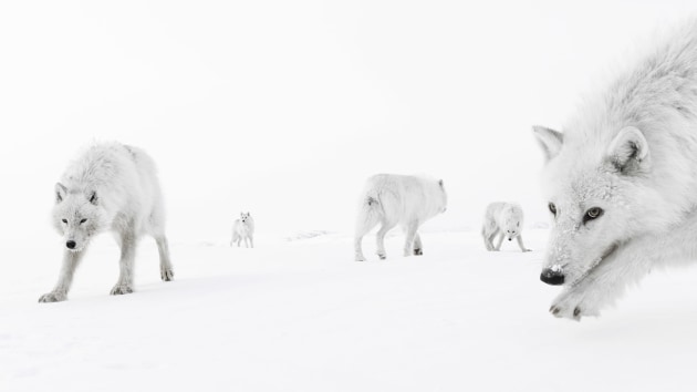 Inside the Pack by Amit Eshel (Israel), Highly Commended, Animal Portraits | Wildlife Photographer of the Year