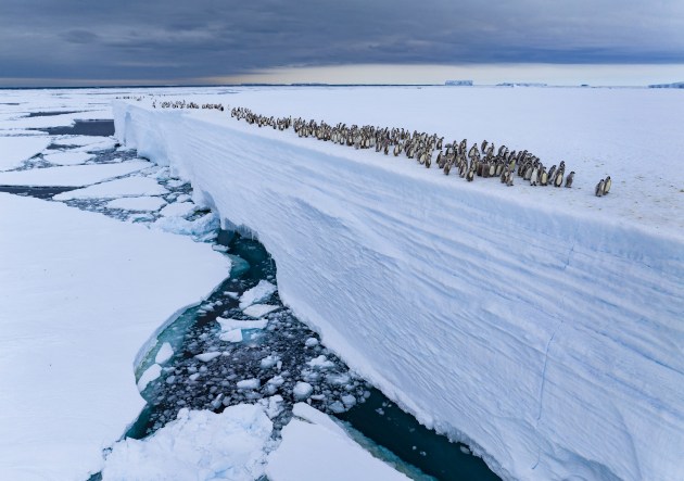 Ice Edge Journey by Bertie Gregory (United Kingdom), Highly Commended, Animals in their Environment | Wildlife Photographer of the Year
