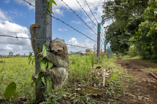No Place Like Home by Emmanuel Tardy (France), Highly Commended, Urban Wildlife | Wildlife Photographer of the Year