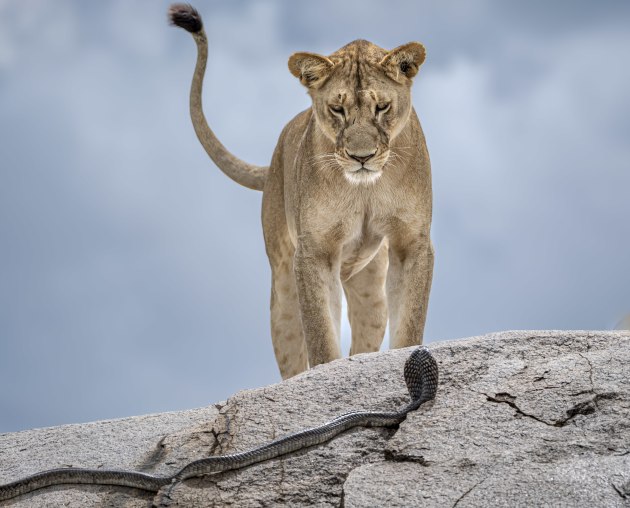 Wake-up Call by Gabriella Comi (Italy), Highly Commended, Animal Portraits | Wildlife Photographer of the Year