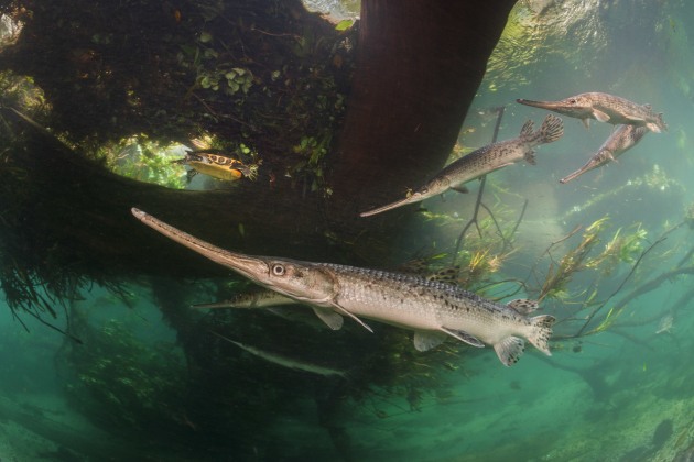 Fragile River of Life by Isaac Szabo (USA), Highly Commended, Wetlands: The Bigger Picture | Wildlife Photographer of the Year
