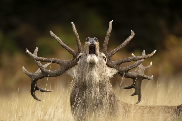 Rutting Call by Jamie Smart (United Kingdom), Highly Commended, 10 Years and Under | Wildlife Photographer of the Year