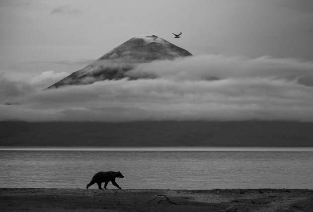 Essence of Kamchatka by Kesshav Vikram (India), Highly Commended, 11-14 Years | Wildlife Photographer of the Year