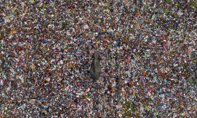 Toxic Tip by Lakshitha Karunarathna (Sri Lanka), Highly Commended, Photojournalism | Wildlife Photographer of the Year
