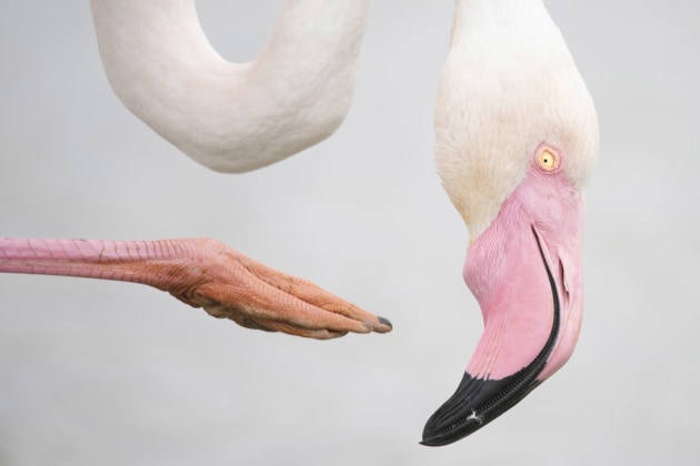 Pink Pose by Leana Kuster (Switzerland), Highly Commended, 15-17 Years | Wildlife Photographer of the Year
