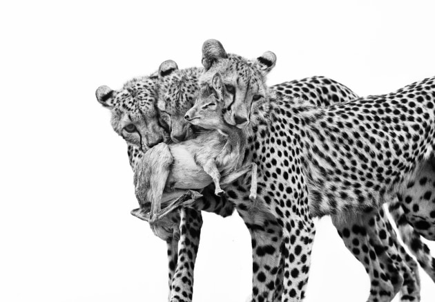 Deadly Lessons by Marina Cano (Spain), Highly Commended, Behavior: Mammals | Wildlife Photographer of the Year