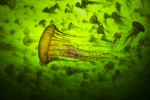 Jelly Smack Summer by Ralph Pace (USA), Highly Commended, Underwater | Wildlife Photographer of the Year