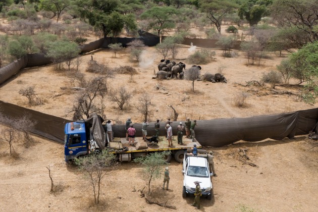 Title: When Giants Fall © Halden Krog.
Professional hunters shoot a family of elephants identified for culling. Sango Wildlife Conservancy, Savé Valley Conservancy, Zimbabwe, 23 October 2025.