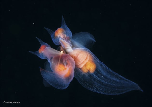 ‘Romance among the angels’: Andrey was on an expedition to the Sea of Okhotsk in the Russian Far East, and his intention on this day was to photograph salmon. But as soon as he jumped into the water, he found himself surrounded by thousands of mating sea angels. Quickly swapping to his macro equipment, he began photographing the pairs, 3 centimetres (11⁄4 inches) long and swirling around in the current.