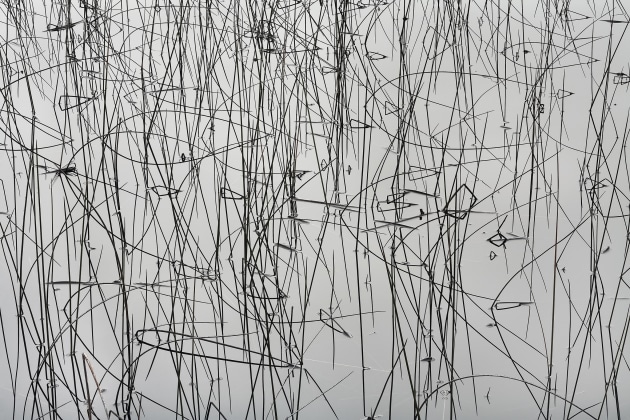 Rushes and their reflections, Tasmania. Image: Chris Bell/supplied