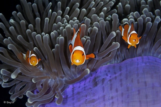 ‘The insiders’: The bulbous tips of the aptly named magnificent anemone’s tentacles contain cells that sting most fish. But the clown anemonefish goes unharmed thanks to mucus secreted over its skin, which tricks the anemone into thinking it is brushing against itself. Both species benefit. The anemonefish gains protection from its predators, which daren’t risk being stung, and it also feeds on parasites and debris among the tentacles; at the same time, it improves water circulation (fanning its fins as it swims), scares away the anemone’s predators and may even lure in prey for it.