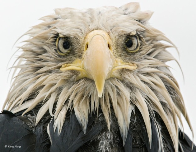 ‘Bold eagle’: Finalist 2017, Animal Portraits After several days of constant rain, the bald eagle was soaked to the skin. Named after its conspicuous but fully-feathered white head (bald derives from an old word for white), it is an opportunist, eating various prey – captured, scavenged or stolen – with a preference for fish. At Dutch Harbor on Amaknak Island in Alaska, USA, bald eagles gather to take advantage of the fishing industry’s leftovers. Used to people, the birds are bold. ‘I lay on my belly on the beach surrounded by eagles,’ says Klaus. ‘I got to know individuals, and they got to trust me.’