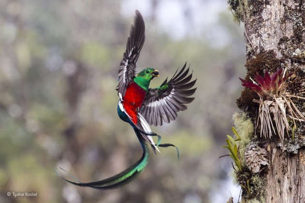 ‘Resplendent delivery’: Tyohar watched the pair of resplendent quetzals from dawn to dusk for more than a week as they delivered fruits and the occasional insect or lizard to their two chicks. Resplendent quetzals usually nest in thicker forest, but this pair had picked a tree in a partly logged area in the Costa Rican cloud forest of San Gerardo de Dota. The additional light made it easier for Tyohar to catch the iridescent colour of the male’s dazzling emerald and crimson body plumage and tail streamers, despite his fast, erratic flight pattern.