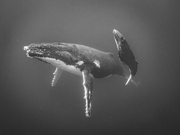 Jayne Parker, New Zealand, First Place - Animals. Close Encounter
Vava’u Island group of Tonga. Shot on iPhone 15 Pro