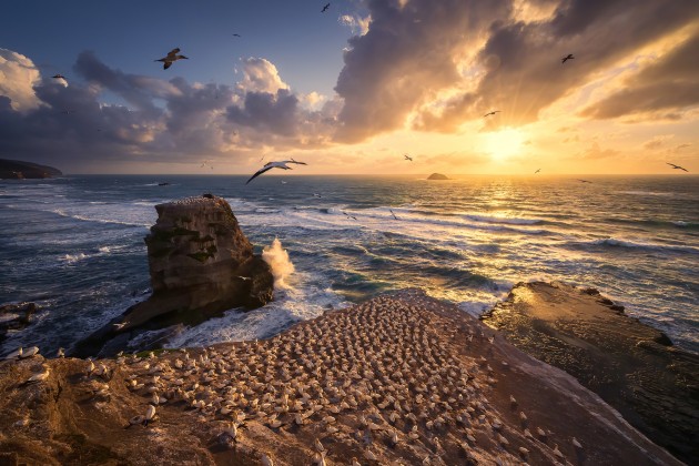 Seascape category winner, Larn Berge, The Gannet colony.