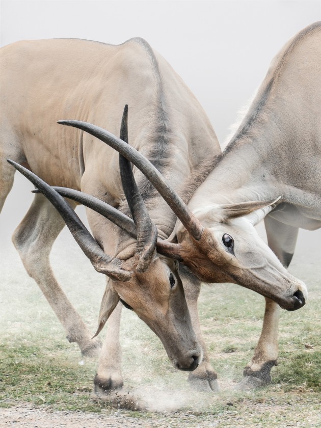 Kunhua Chen, China, Third Place - Animals. Gladiator
Chimelong China, Shot on iPhone 11.