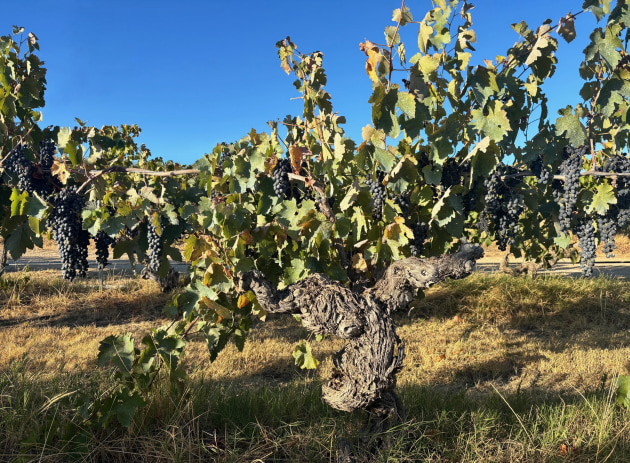 South Australian wine producer, Château Tanunda, has joined Francs de Pied, an international association advocating for the preservation of the world’s rare old, ungrafted vineyards – many of which remain in the Barossa Valley.
Source: Château Tanunda