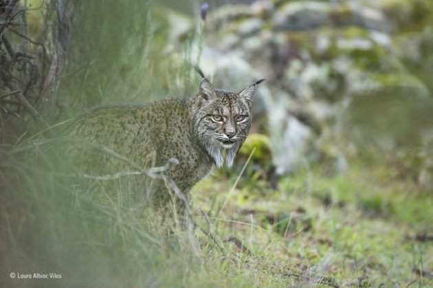 ‘Glimpse of a lynx’: Laura had seen many of Spain’s wild animals, but never the illusive Iberian lynx, an endangered cat found only in two small populations in southern Spain. Unlike the larger European lynx, the Iberian lynx feeds almost entirely on rabbits. So a disease that wipes out the rabbit population can be catastrophic. They also need a particular blend of open scrub and natural cavities for natal dens. Laura’s family travelled to the Sierra de Andújar Natural Park in search of the lynx – and struck lucky on their second day – a pair were relaxing not far from the road.