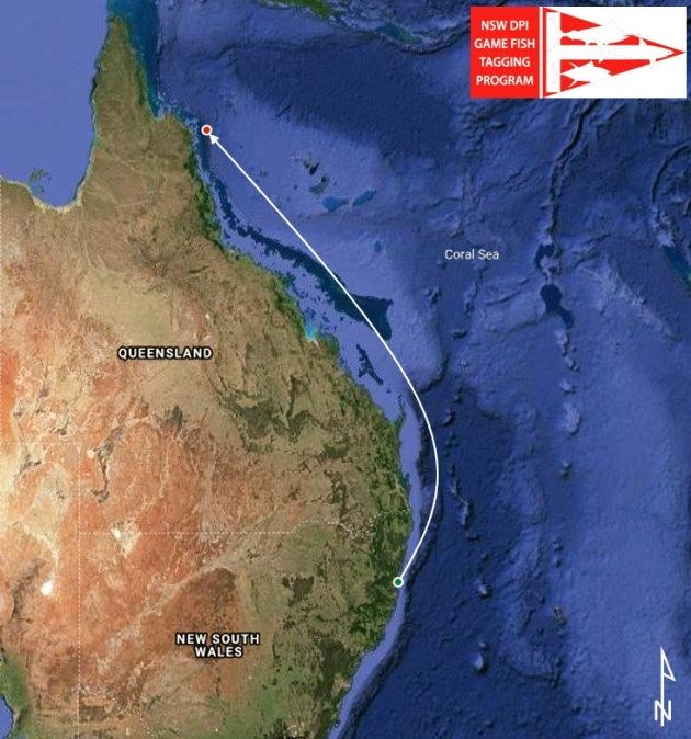 Recaptured Spanish mackerel sets new record! Fishing World