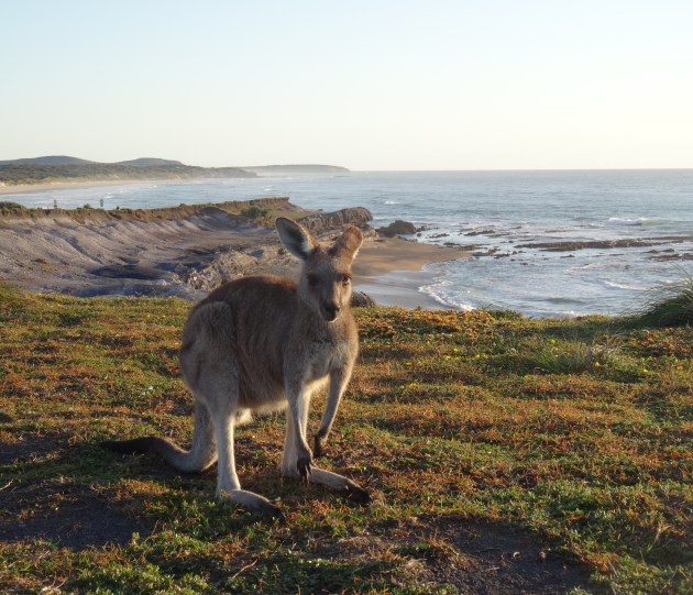 A resident roo on the scenic bluffs of Red Cliff.