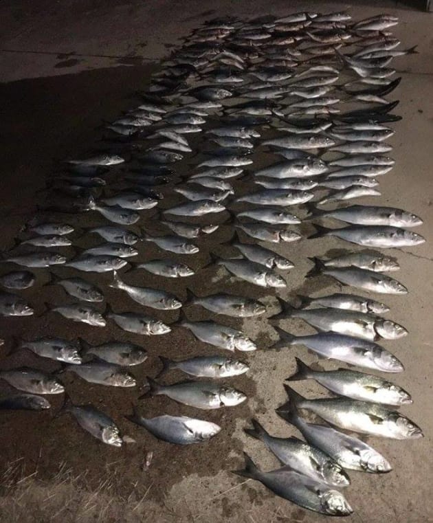 NSW Fisheries reminding rec fishos to know their bag and size limits