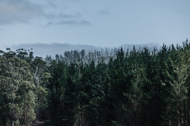 FSC Forest Week runs from 20-26 September (Image: FSC Australia and New Zealand / Andreas Weiss)