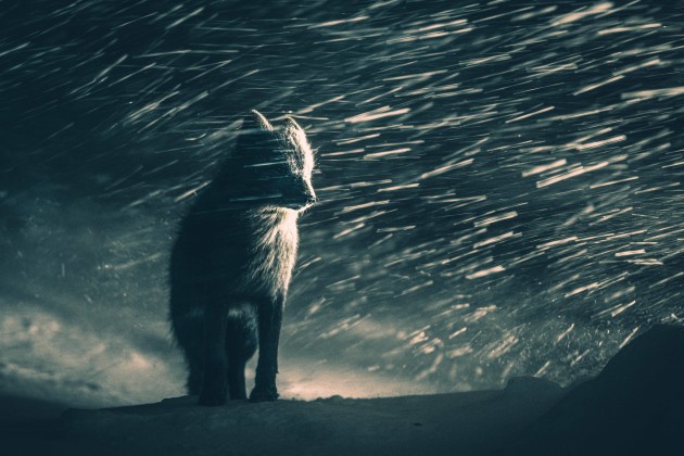 A blue arctic fox in a blizzard, photographed on the Varanger Peninsula, Norway.
Copyright: © Klaus Hellmich, Germany, Winner, Open Competition, Natural World & Wildlife, Sony World Photography Awards 2026