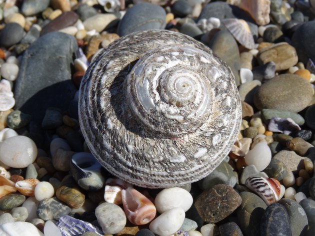 Perfectly formed seashells litter the sands along the walk.