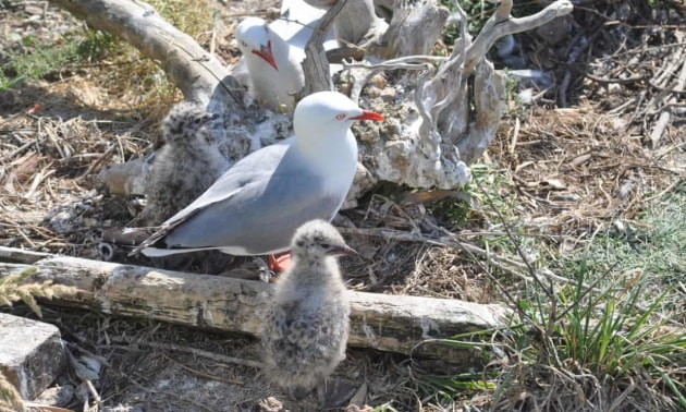 Red-billed seagulls settle into their new home on Auckland waterfront. Photograph: Auckland council/ Supplied.
