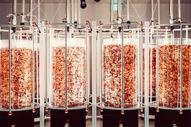 Methane-reducing feed additive developer, Sea Forest, has entered into an agreement with New South Wales-based farm, Avondale Ag, to supplement 5000 cattle with SeaFeed, for an initial term of 12 months.
Source: Sea Forest