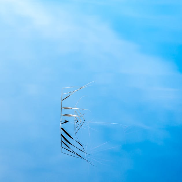 Lone reed pic wins May photo comp Great Walks