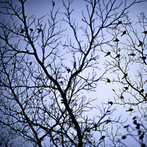 'Birds,' by Michelle McCleary.