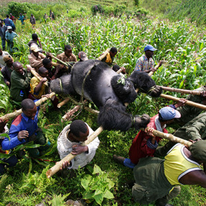 One of the iconic shots of the Getty Images Legacy Collection. A deceased gorilla. Image by Brent Stirton/Getty Images.