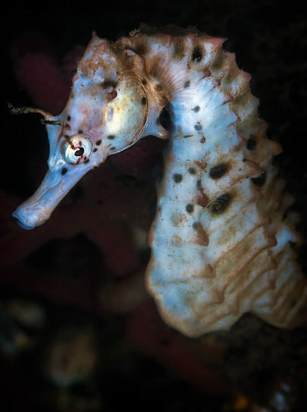 Photo by Nick Terry from the portfolio 'The Underwater World.' Runner Up, 2015 Nature Photographer of the Year.