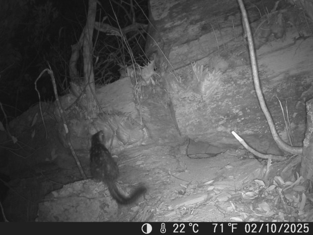 Back to the camera but spots in full view, the Northern Quoll made a reappearance on Piccaninny Plains Wildlife Sanctuary in October this year, the first sighting of the species on the sanctuary in over 80 years. Image credit: AWC