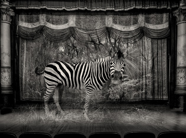 Long Exposure: The Legacy of Prahran College
Robert Ashton, Bush Zebra (detail), 2024.
Wet plate collodion glass plates.
Courtesy of the artist.
