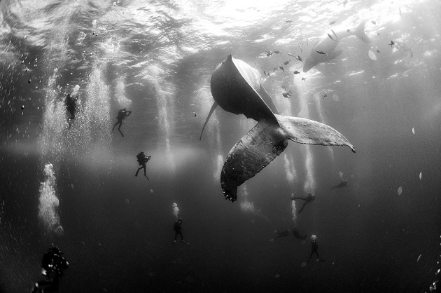 Anuar Patjane Floriuk. "A humpback whale and her newborn calf swim near Roca Partida, the smallest island of the Revillagigedo archipelago, off the Pacific coast of Mexico, on 28 January 2015. During the mating season, the island waters are home to a large population of humpback whales, and are a popular diving destination.
The islands are volcanic and uninhabited, apart from a small naval presence. They were declared a biosphere reserve in 1994 and, in 2016, were inscribed as a UNESCO World Heritage natural site."
