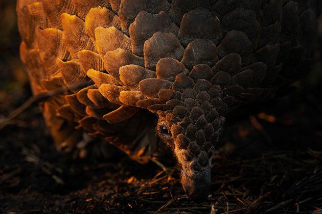 Armand Grobler/Remembering Wildlife