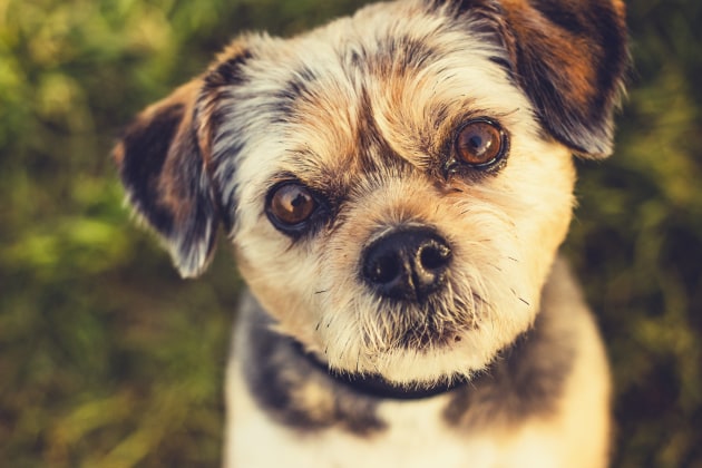 Prime lenses work great for keeping your subject sharp while throwing the background out of focus, but always make sure you have the eye as the focus point. Even advanced autofocus systems can slip and pick a focus point such as the nose instead.
