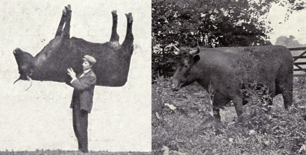 The 'Ox hide' where the photographer could hide in the fake cow to get closer to the subjects.