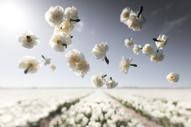 Cheerfulness. Image © Claire Droppert