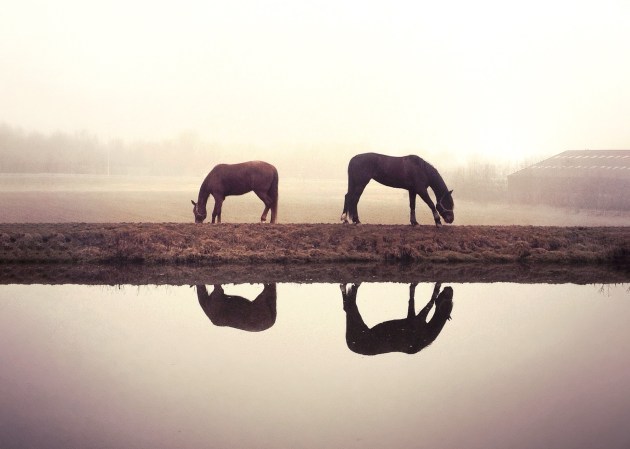 Four-of-a-kind. Image © Claire Droppert