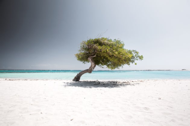 Tropical Silence. Image © Claire Droppert
