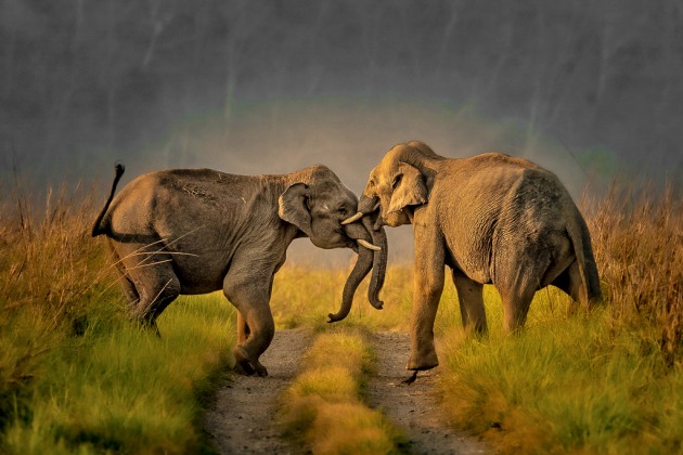 Image: Rakesh Arora Photography Safaris