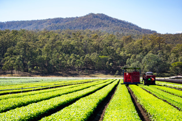 Months after announcing its exit from food science research, CSIRO has released a regional food system strategy for South East Queensland. Image: Farm in the Lockyer Valley.