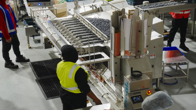 Opal's purpose-built de-nester in operation on the berry packaging line.