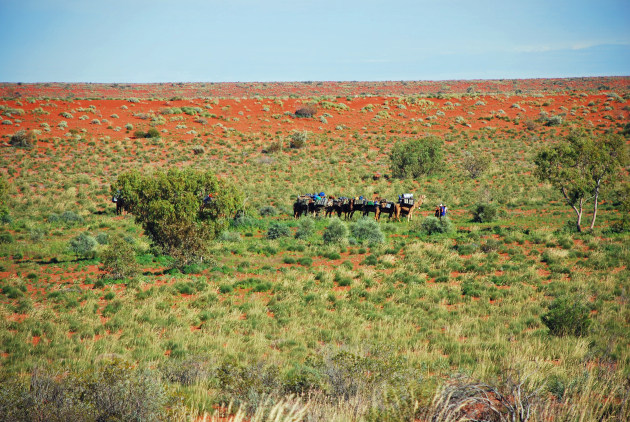 It's a great time of year to see wildflowers in the desert.