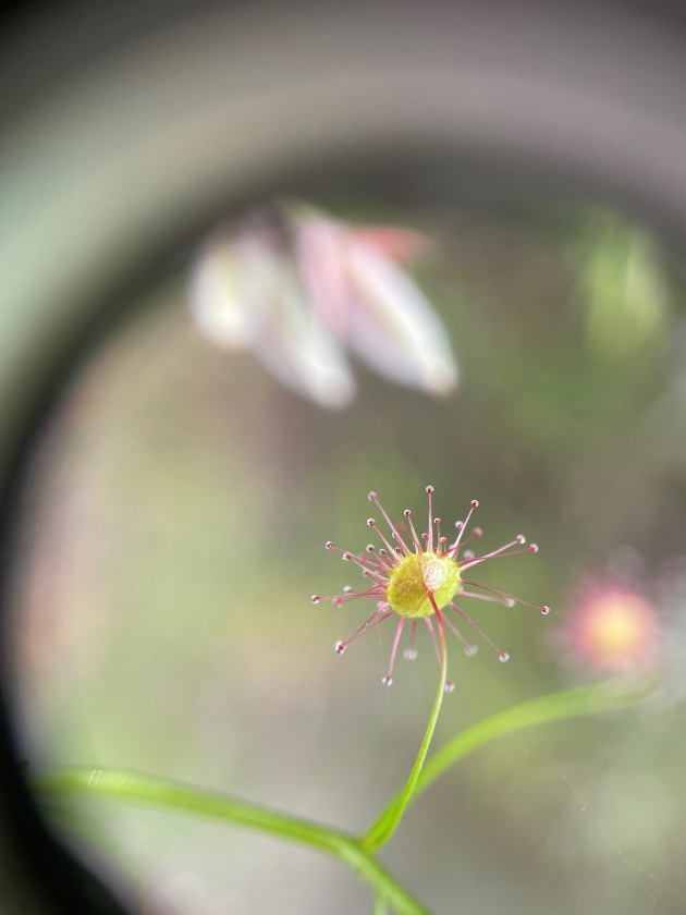 A macro photo of a flower. Photo_Rebekah Hawkins